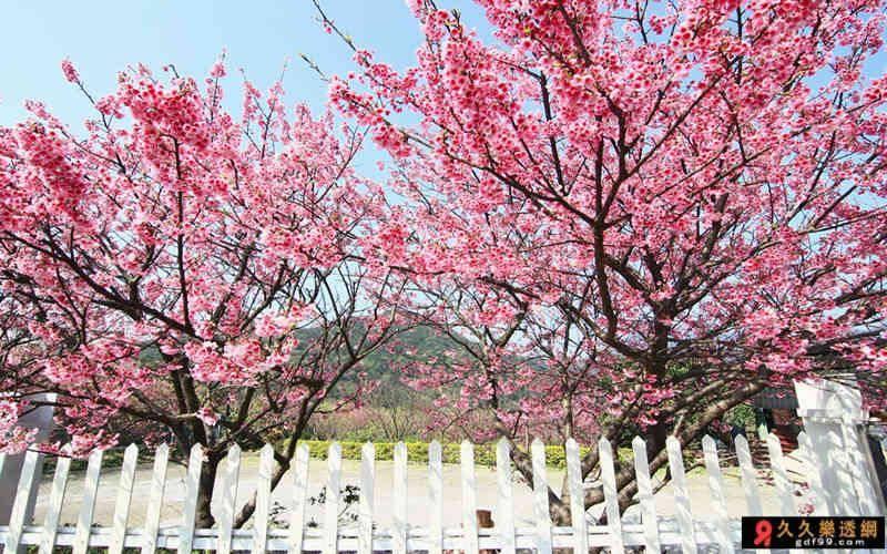 櫻花景點最早綻放的就屬平菁街了，擁有「最浪漫櫻花步道」的稱號，白色的圍籬搭配妖繞多姿的寒櫻，像極了一幅畫報，是近年櫻花季熱門的打卡景點。