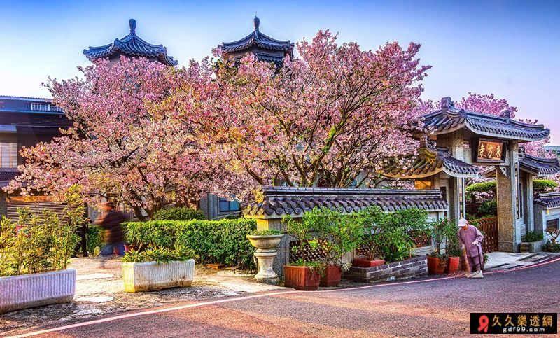 櫻花季陽明山東方寺這裡的吉野櫻雖然株數不多，但樹齡偏大，櫻花季盛開時總是特別茂盛。