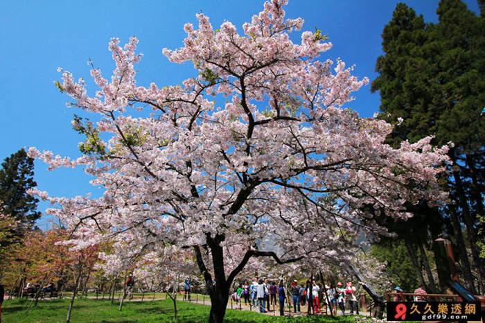 每年阿里山櫻花季人潮總是絡繹不絕，大家爭相探訪的是阿里山櫻花王—【吉野櫻櫻王】。