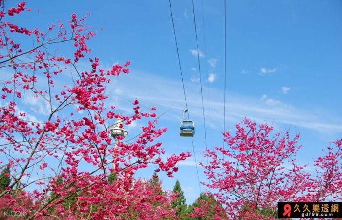 ２月固定舉辦的「九族櫻花祭」，儼然成為九族文化村的招牌。